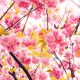 10+ Frasi sui fiori di ciliegio: belle e primaverili