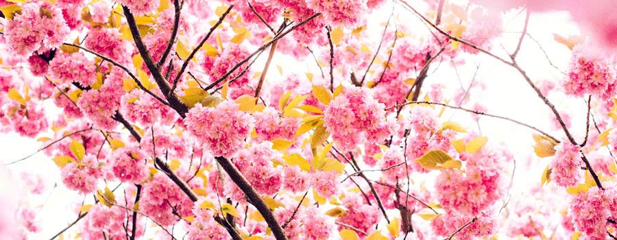 Frasi sui fiori di ciliegio