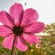 25 Poesie sui fiori: belle da dedicare